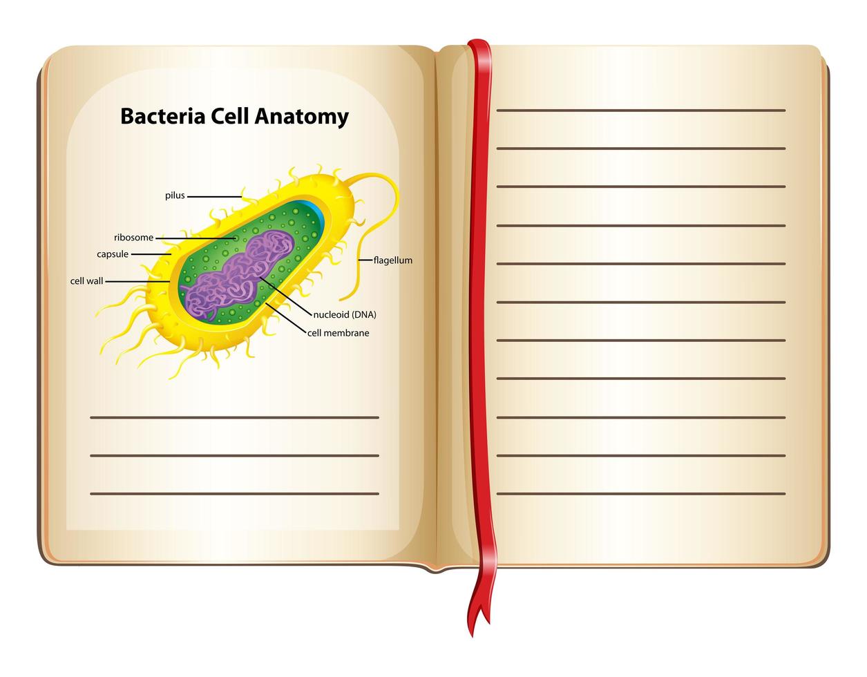 anatomía de la célula bacteriana en la página vector