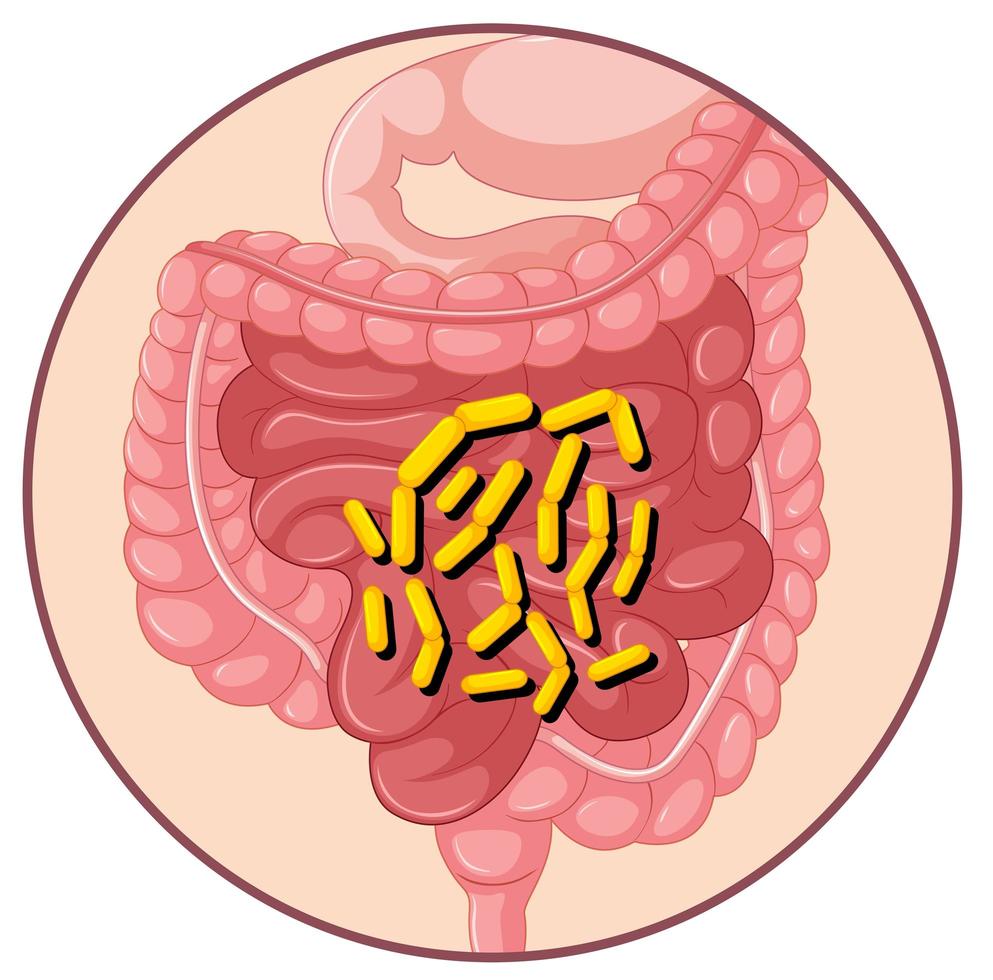 Bacteria in human stomach vector