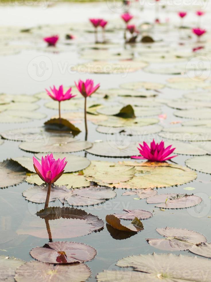 Lotus pond scenery. photo