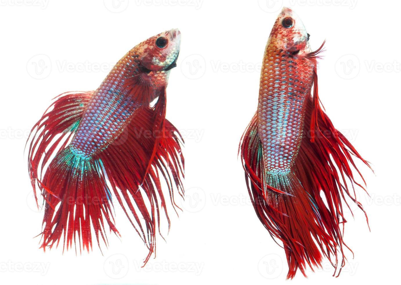 Red crown tail siamese fighting fish, betta splendens. photo