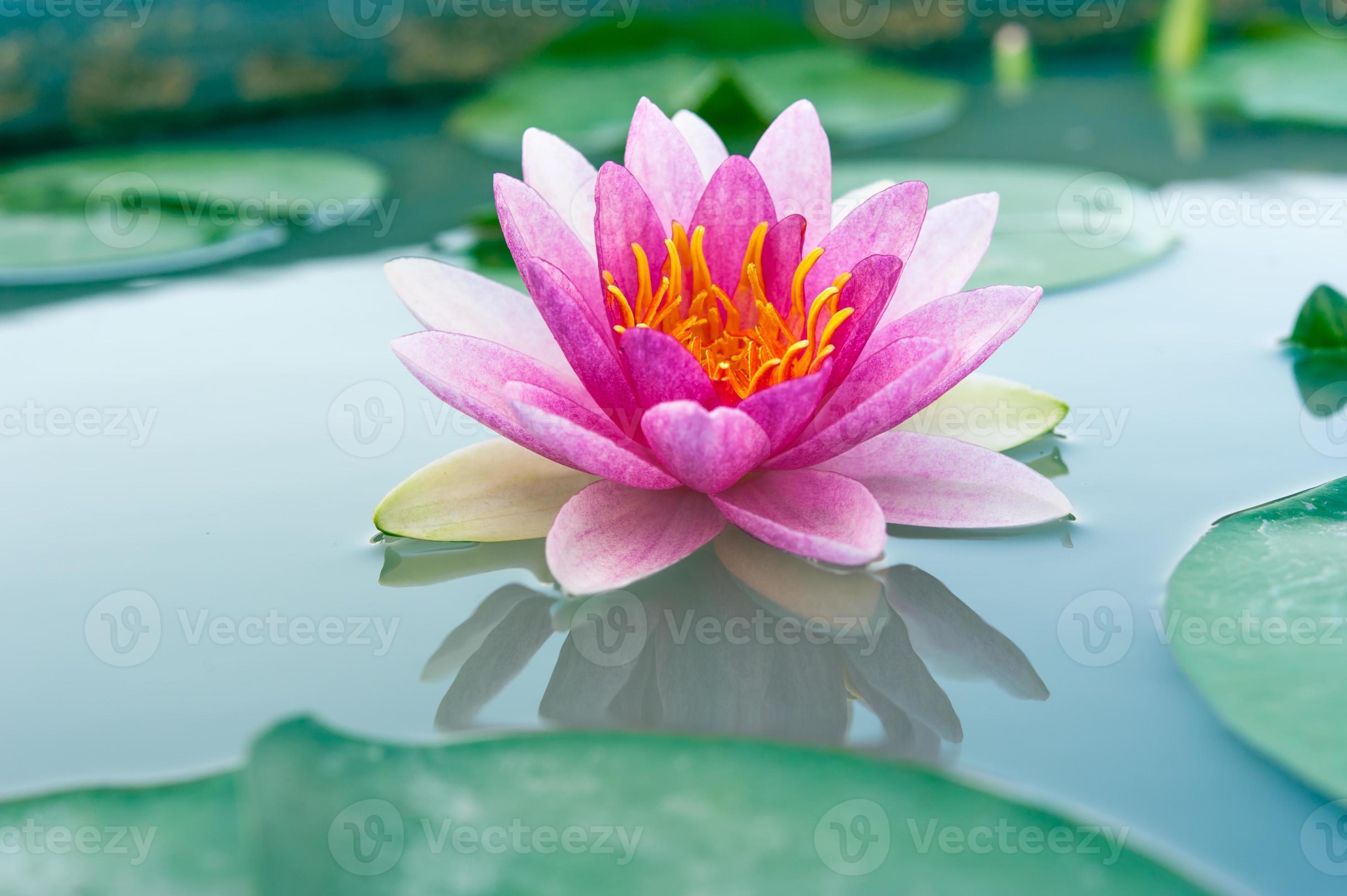 beautiful waterlily or lotus flower in a pond photo