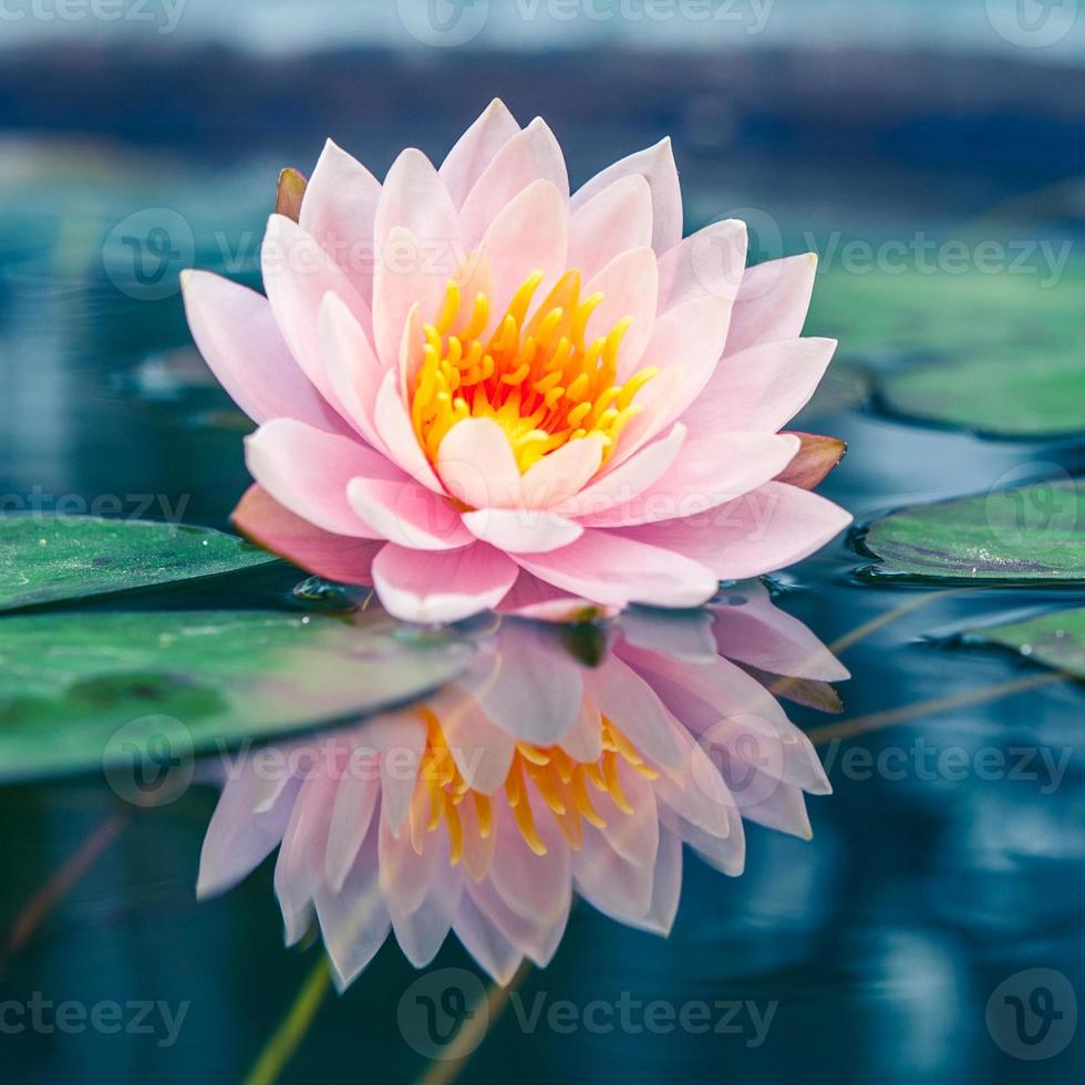Beautiful Pink Lotus, water plant with reflection in a pond photo