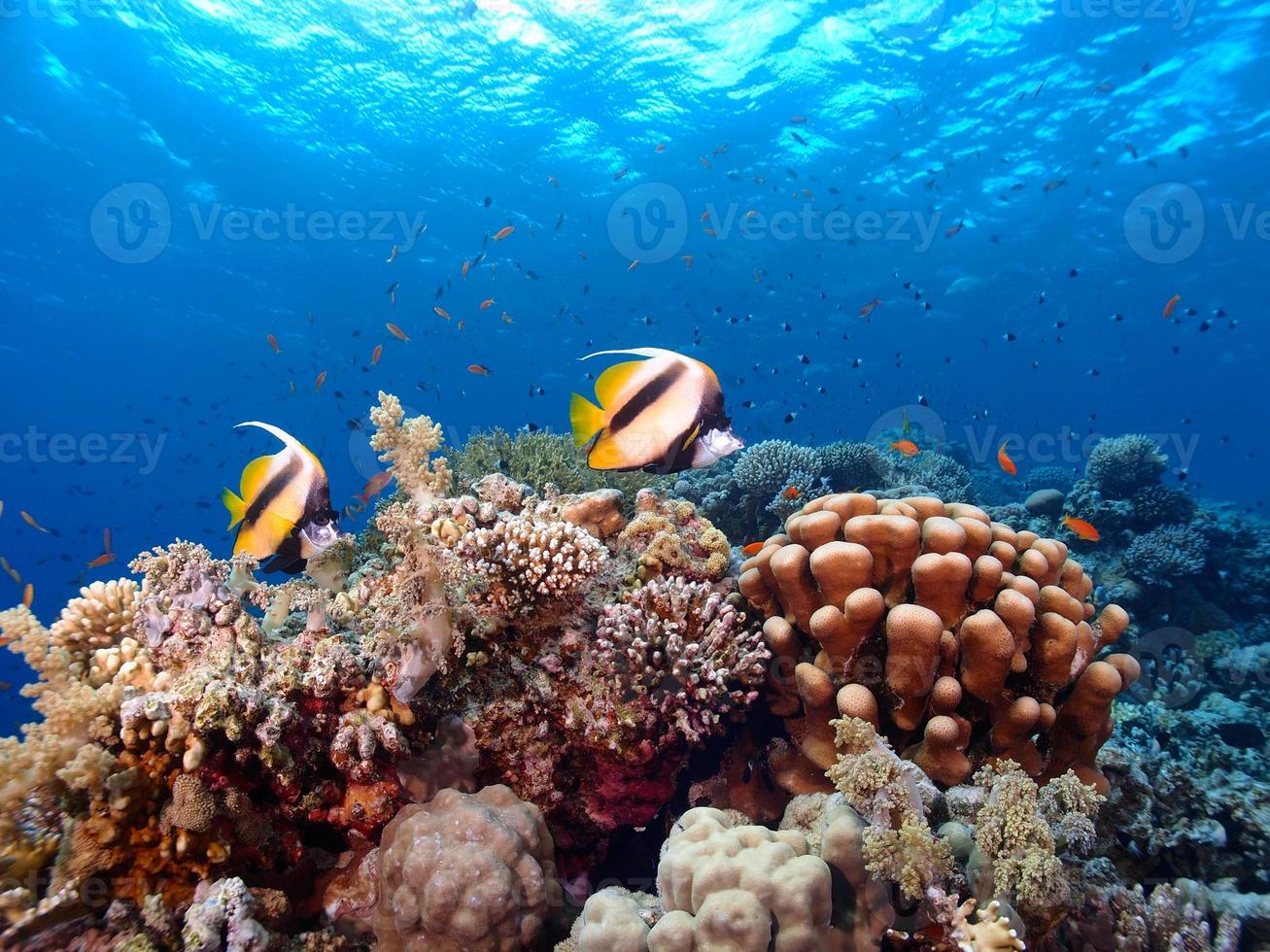 Pair of fish and coral reef photo