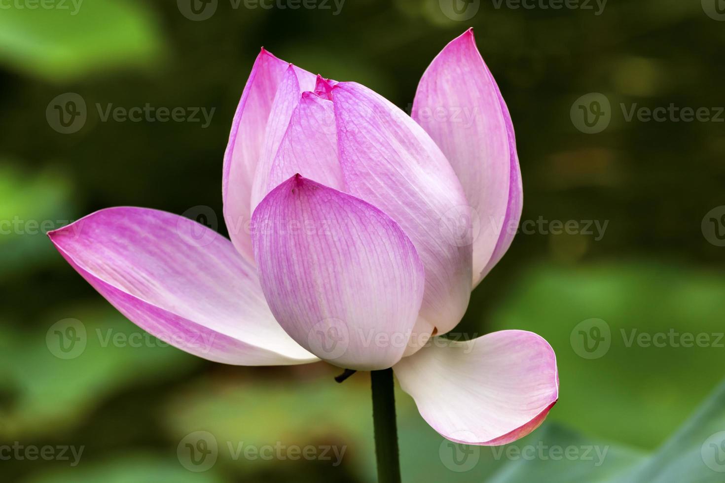 Pink Lotus Close Up Beijing China photo