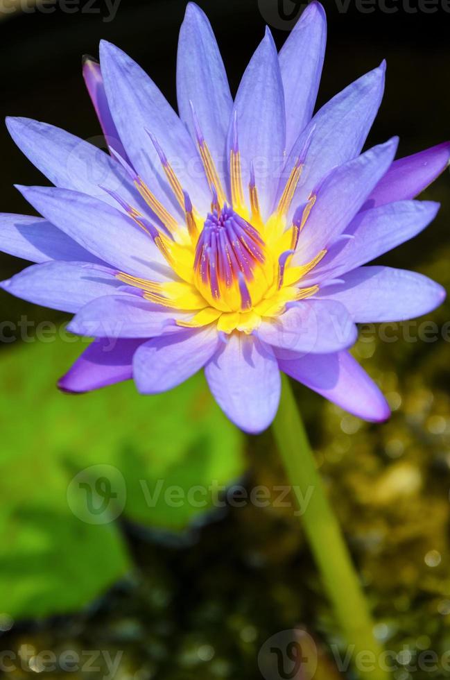 Purple Lotus flower ( Nymphaea Nouchali ) photo