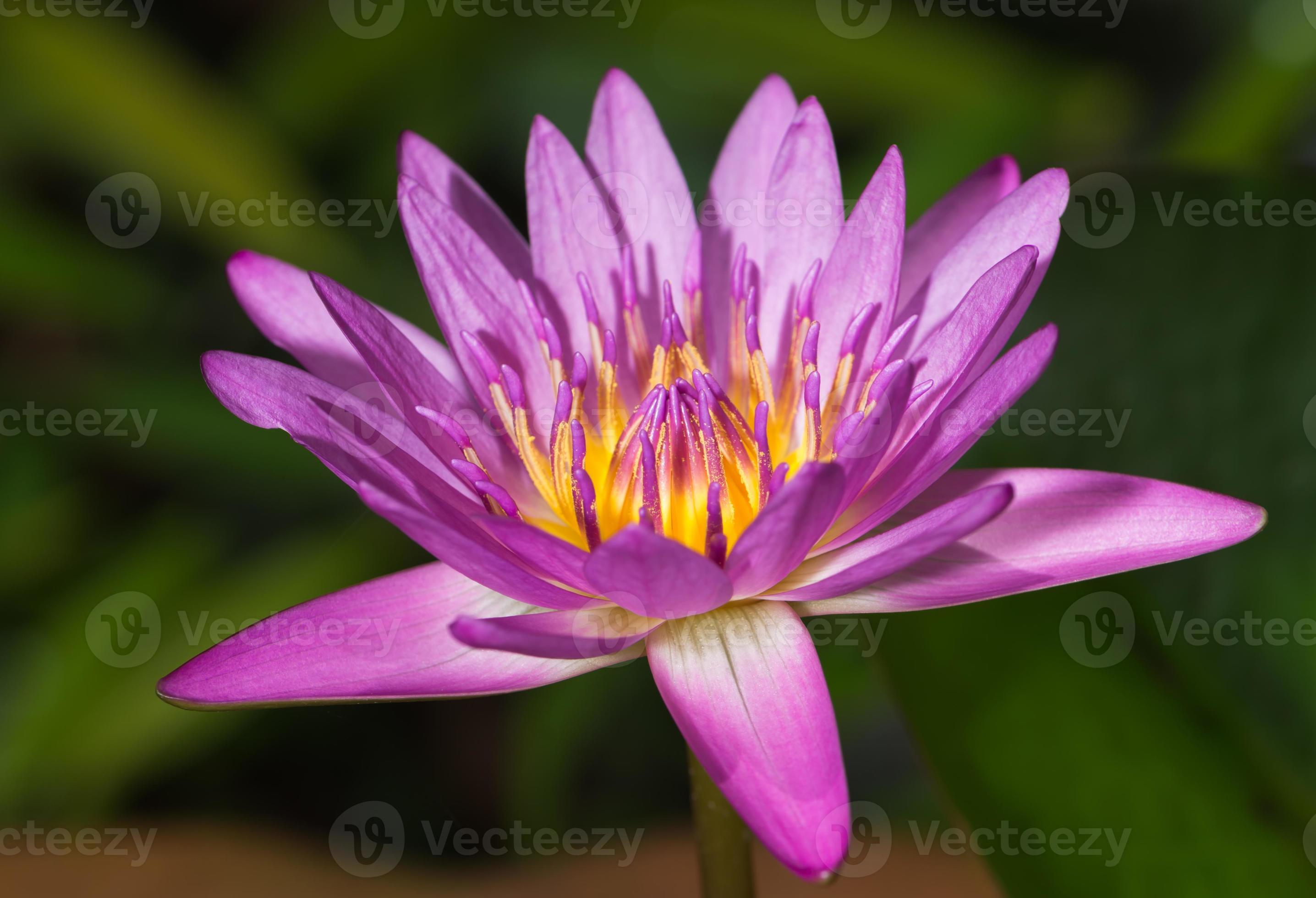 close up of pink lotus photo