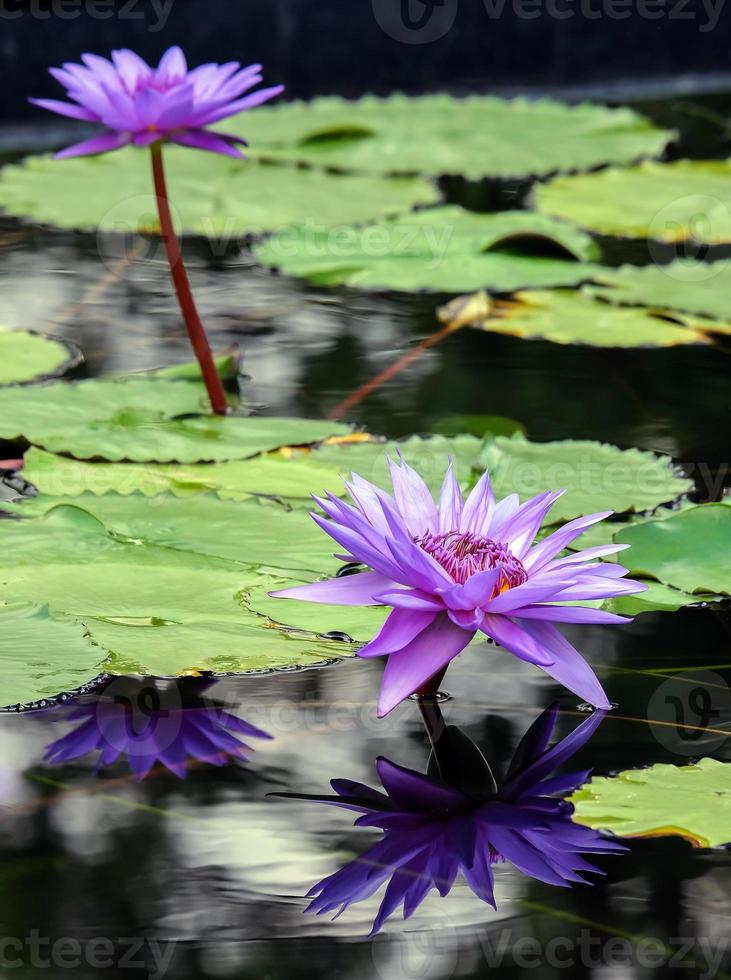 Beautiful Purple Waterlily with reflection photo