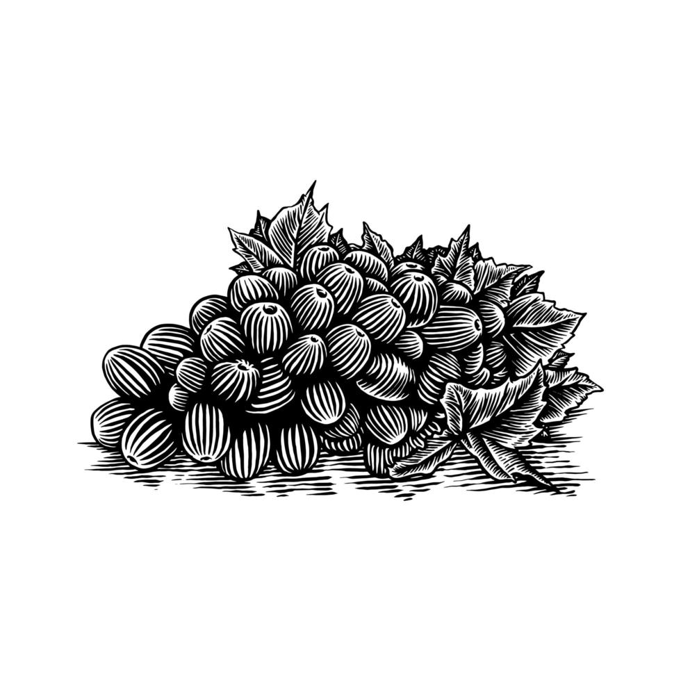 racimo de uvas grabado dibujado a mano vector