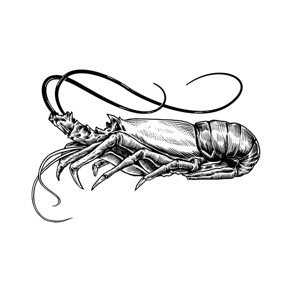 Side view of vintage hand drawn shrimp vector