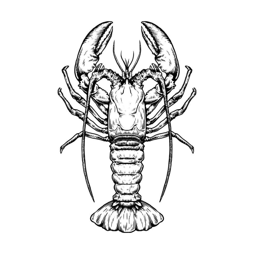 Top down view of vintage hand drawn lobster vector