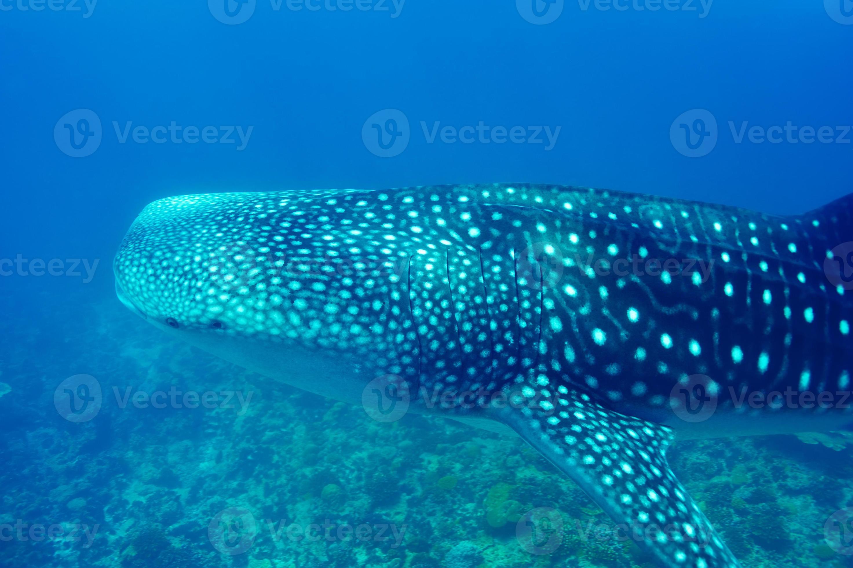 Whale Shark swimming  in crystal clear blue waters at Maldives photo