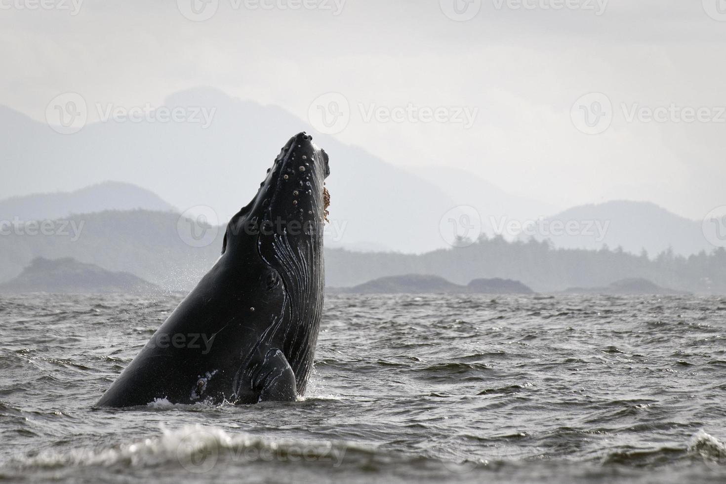 Humpback whale (Megaptera novaeangliae) photo