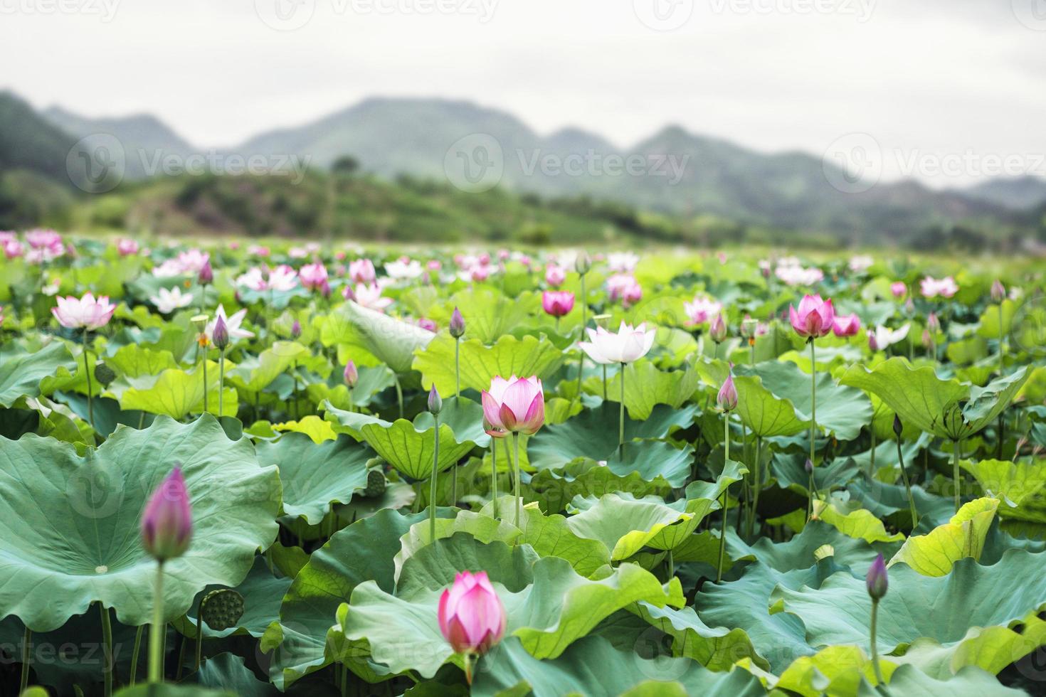 Pink lotus flowers on a lake, mountains in background photo