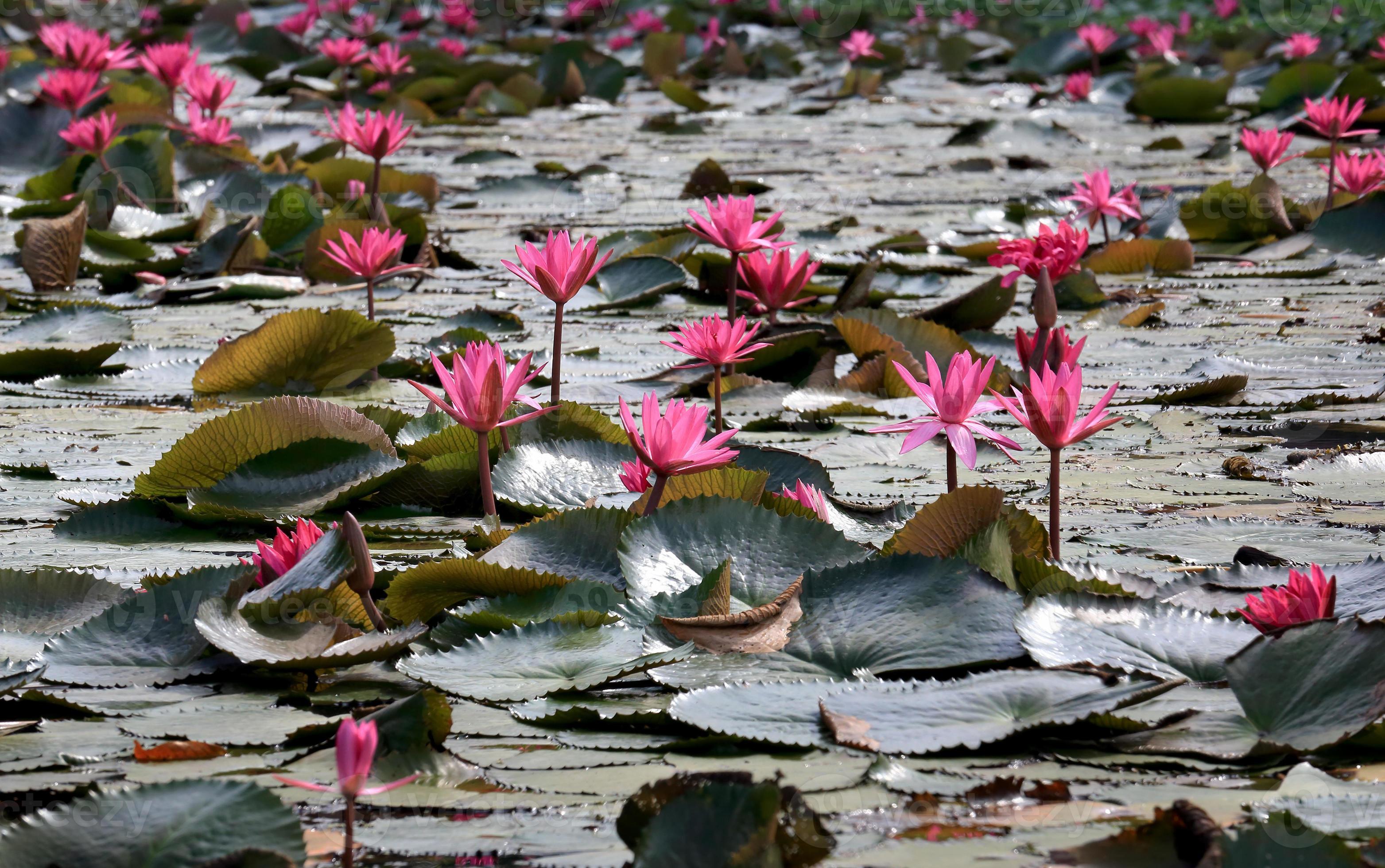 Nature Pink Water Lily flowers. photo