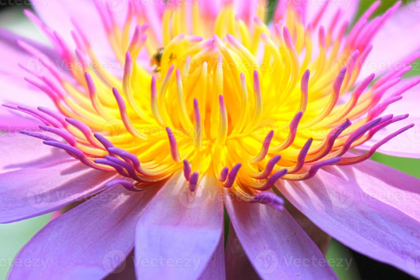 Cerrar polen flor de loto. foto