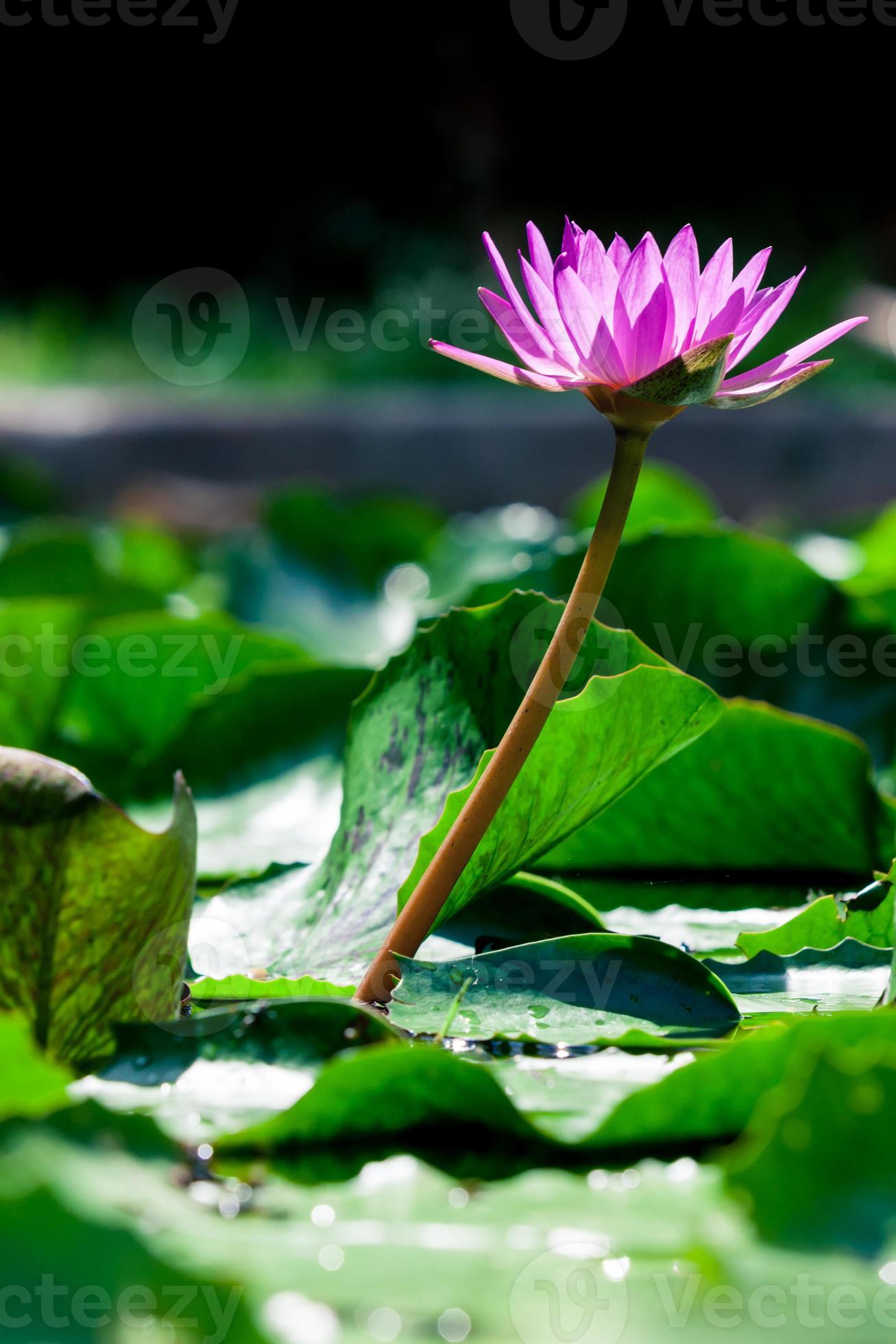 hermoso loto rosa lirio de agua en el estanque foto