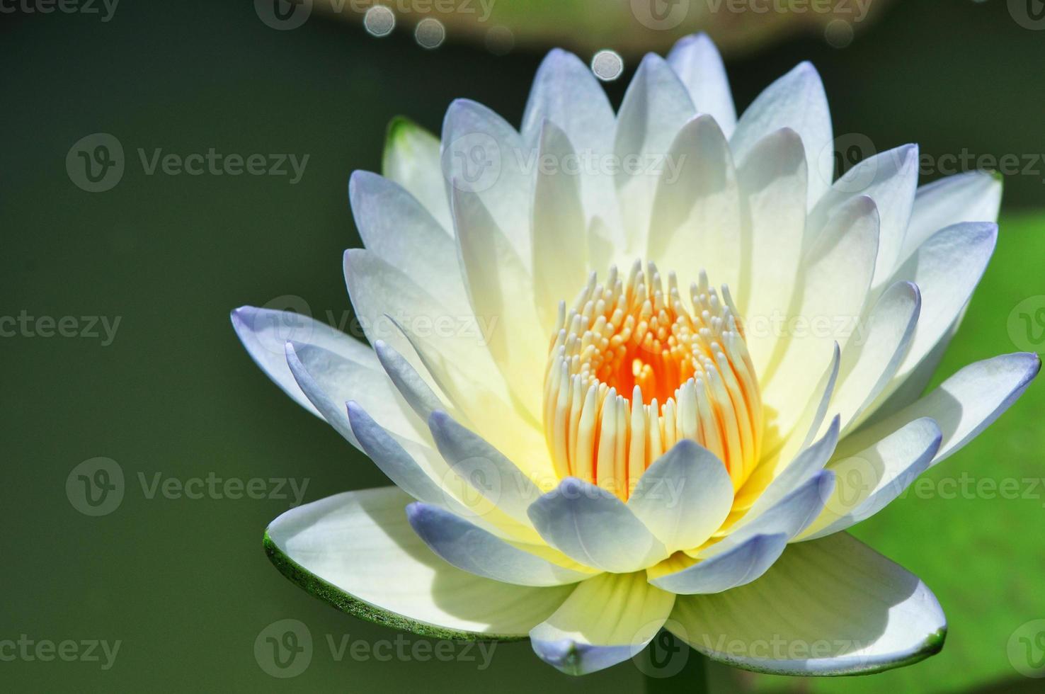 Lotus Flower photo