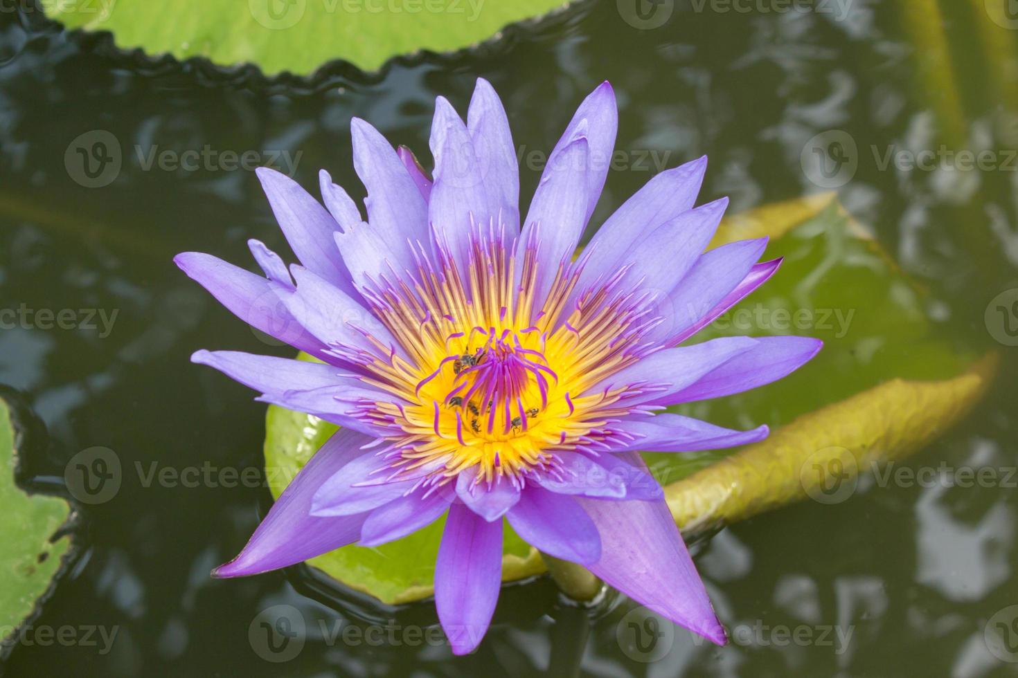 purple lotus flower in river photo