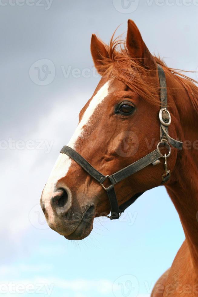Head shot of a beautiful bay horse 1054411 Stock Photo at Vecteezy