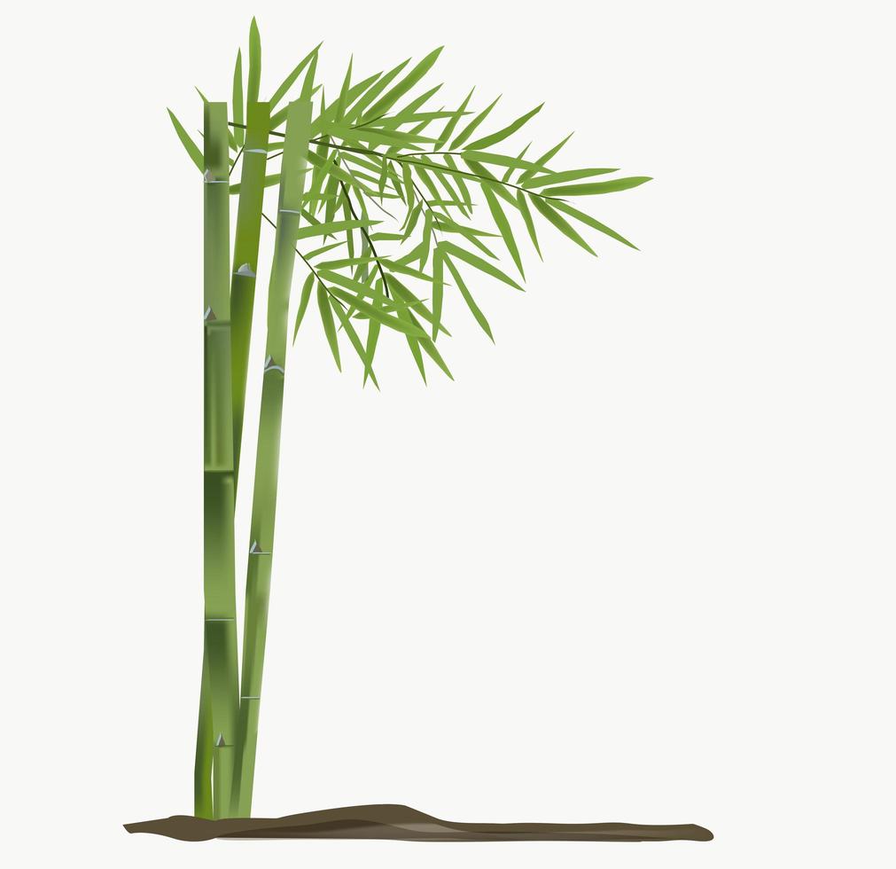 Green Bamboo Trees vector