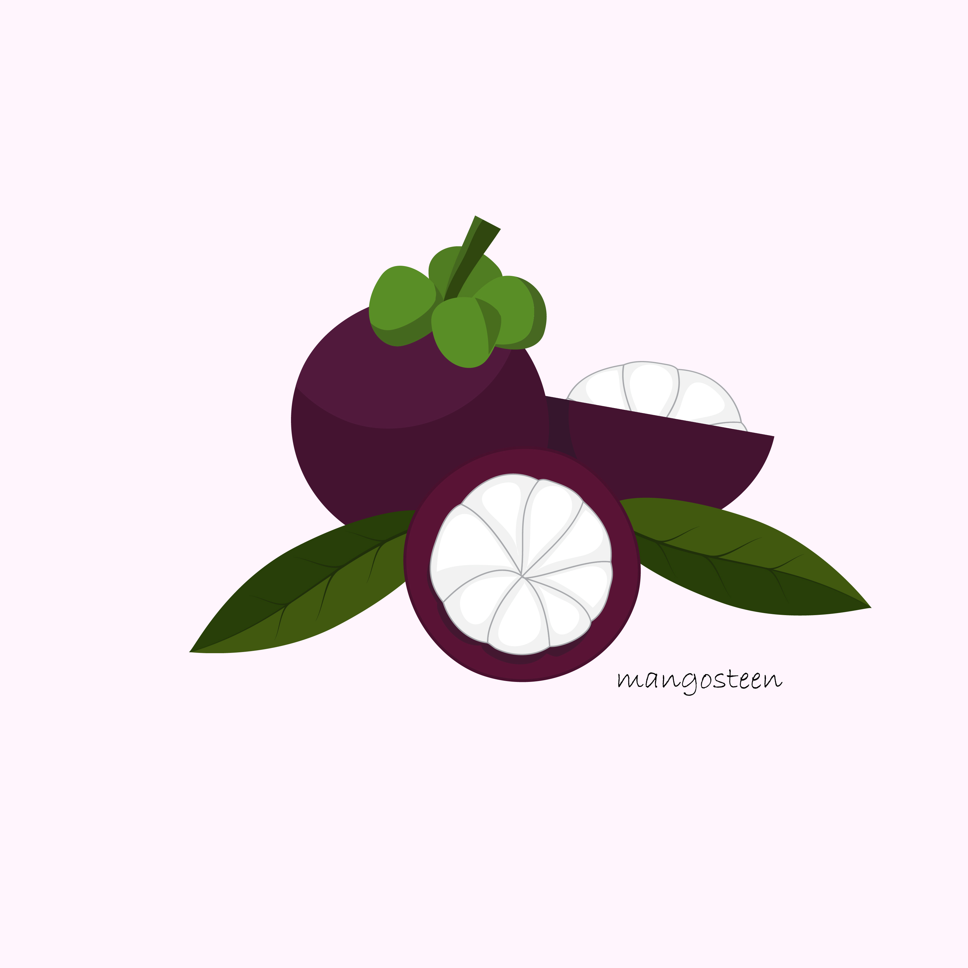 Fresh Mangosteen Fruit 1059928 Vector Art at Vecteezy
