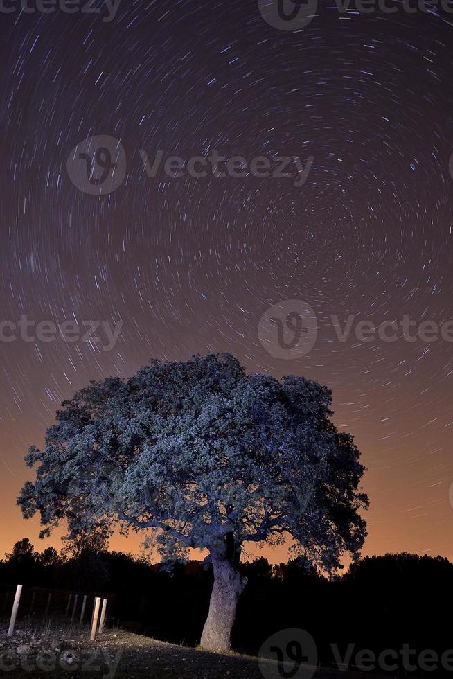 the tree of night and stars photo