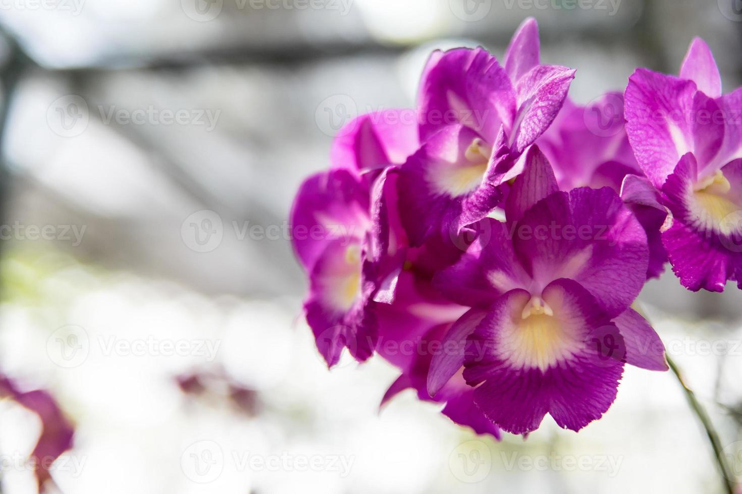 hermosa flor de orquídea tailandesa 1074998 Foto de stock en Vecteezy