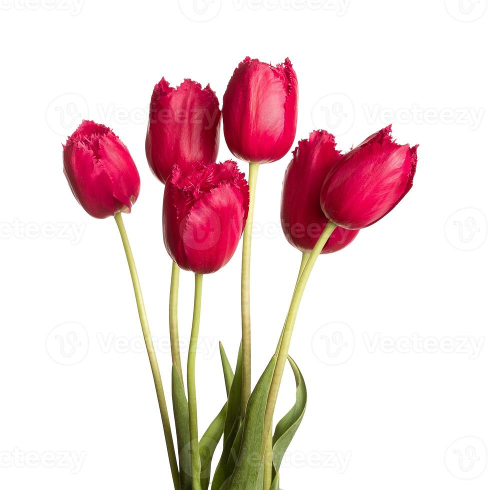 flor de tulipán de cuerpo entero en un tallo foto