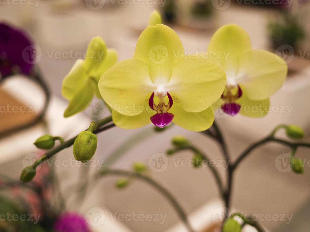 Phalaenopsis, Orchidaceae foto