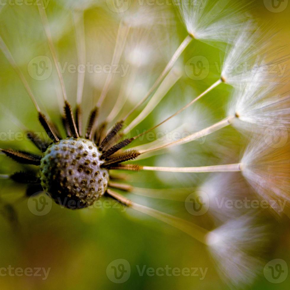 dandelion fuzz swelled drops photo