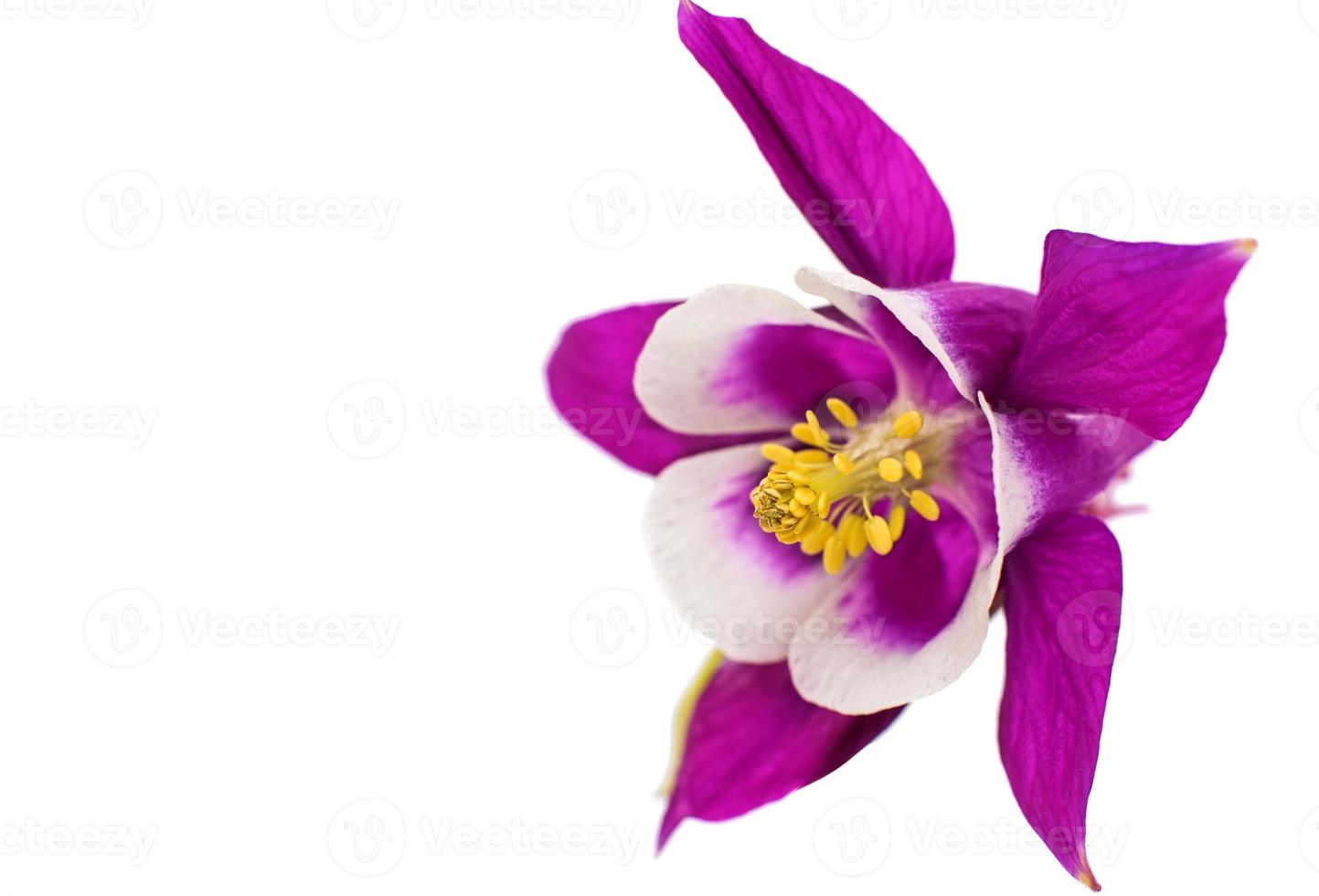 aquilegia flower isolated photo