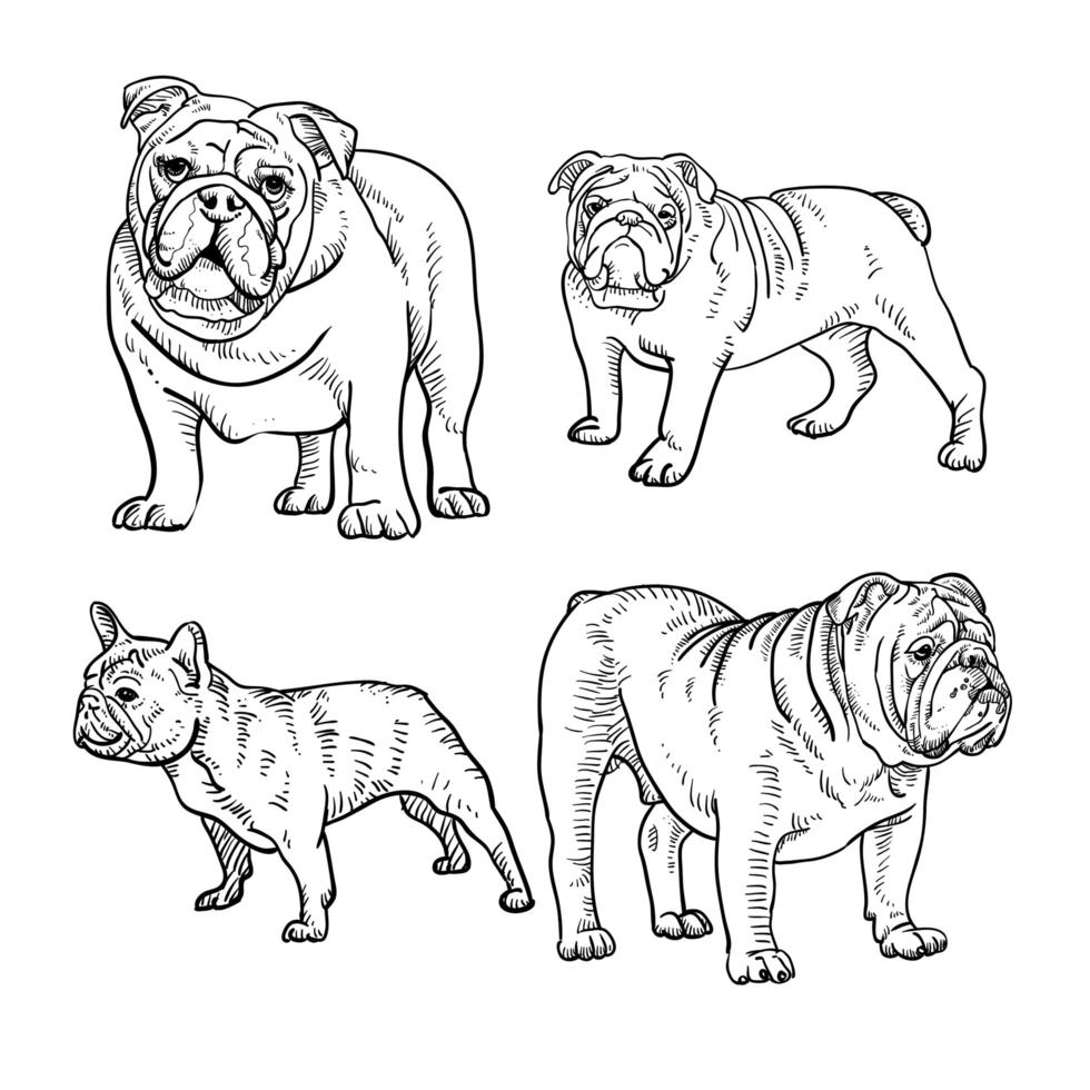 conjunto de dibujos lineales de bulldog vector