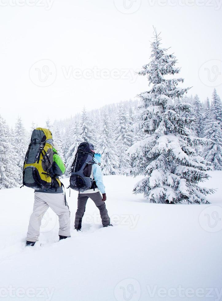Hiker in the winter forest photo