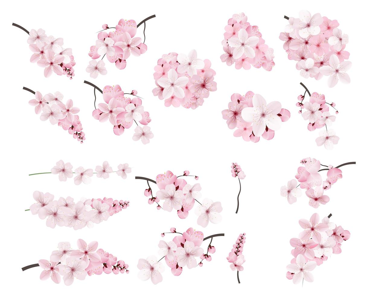 hermosas flores de sakura rosa floreciente vector