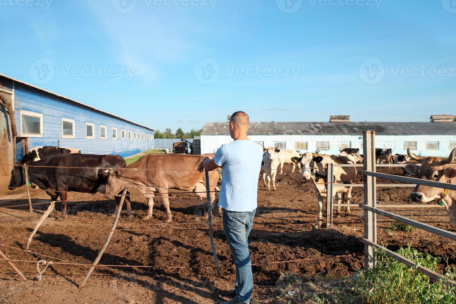 agricultor está trabajando en una granja con vacas lecheras foto