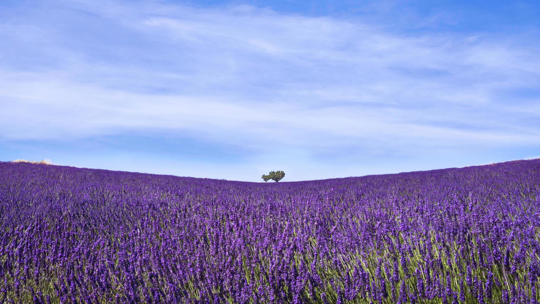 Vista del paisaje minimalista del campo de lavanda en Provence, Francia foto