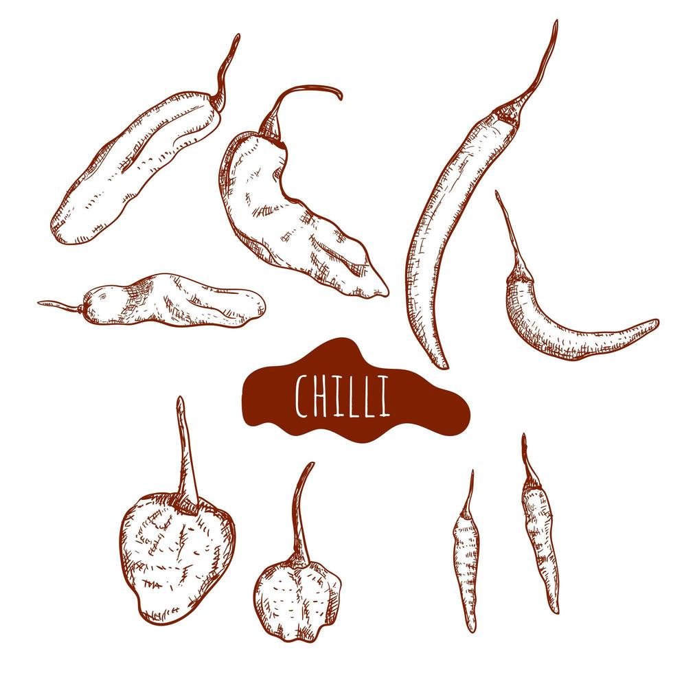 Chili pepper hand drawn set vector