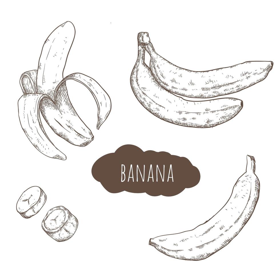 Banana hand drawn set vector