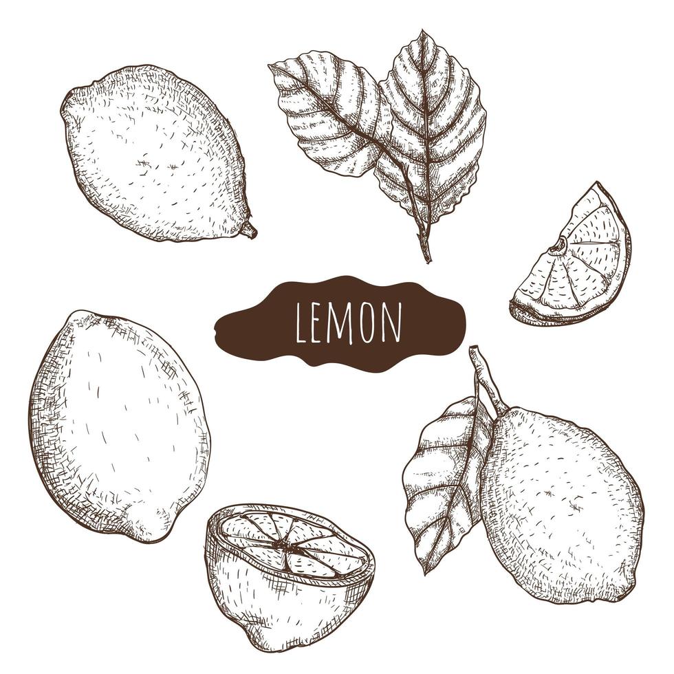 Lemon hand drawn set vector
