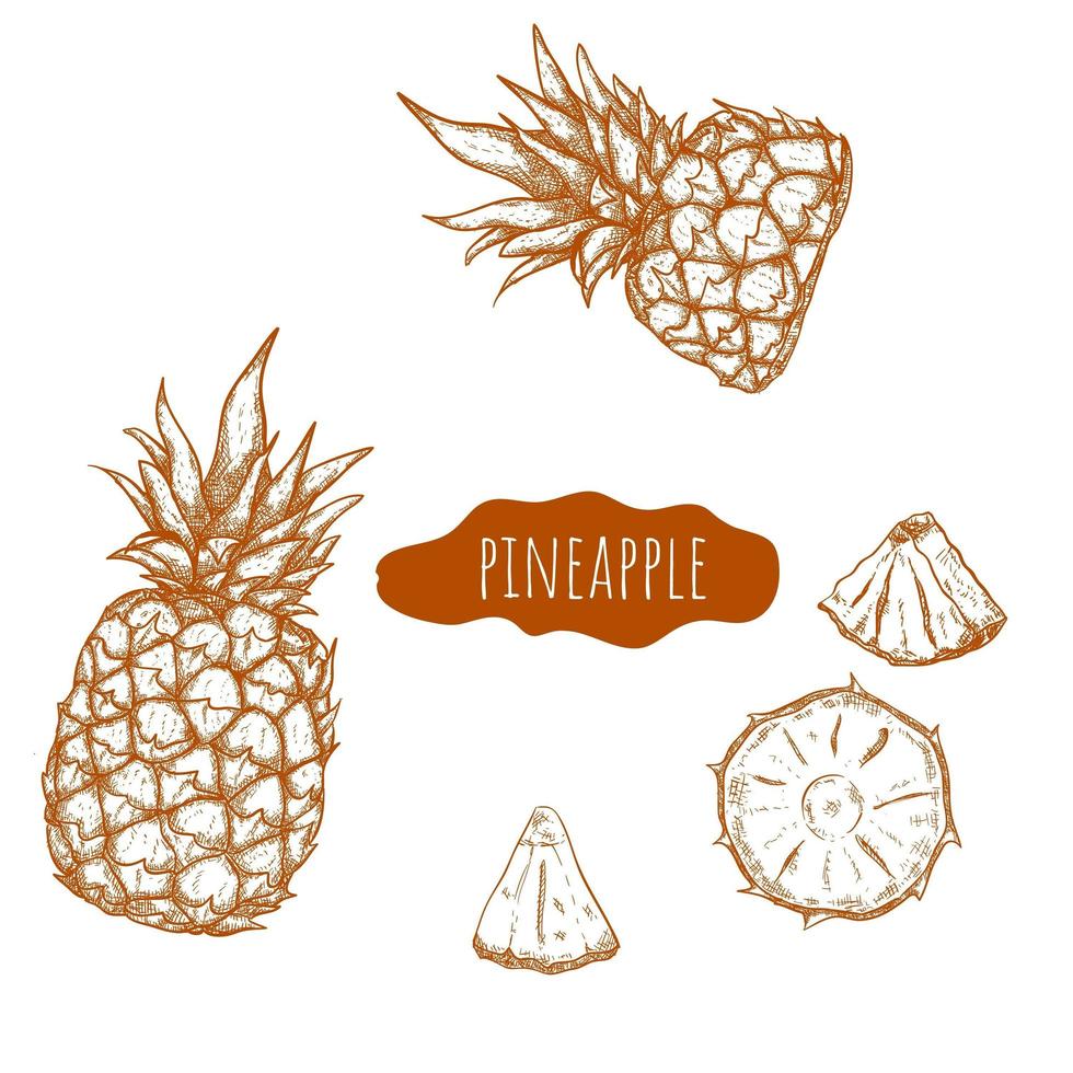 Pineapple hand drawn set vector