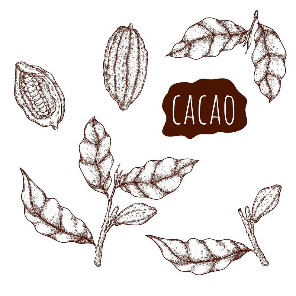 Cacao hand drawn set vector