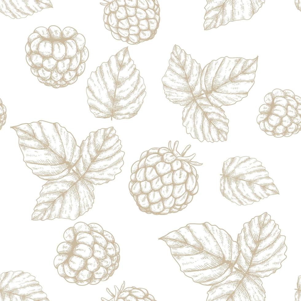 Raspberry hand drawn seamless pattern vector