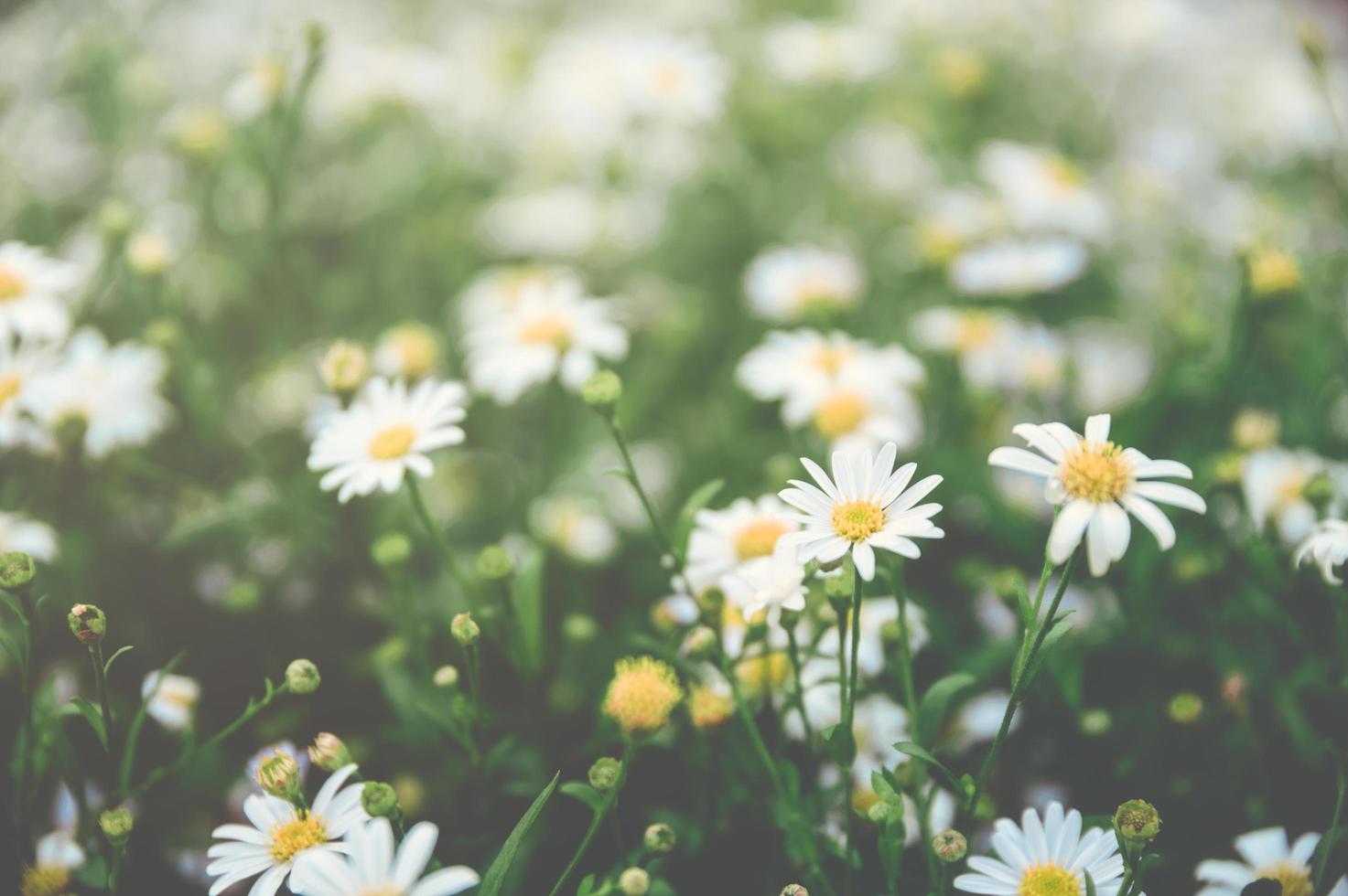 A patch of bright white and yellow daisies photo