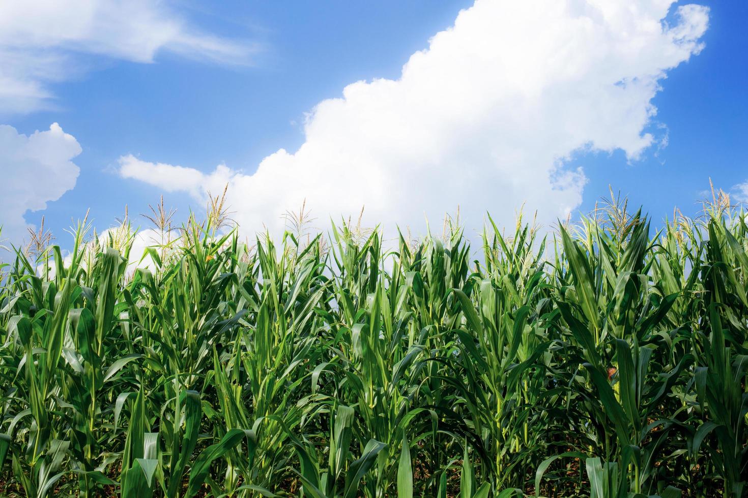 View of corn field on summer day in Thailand photo