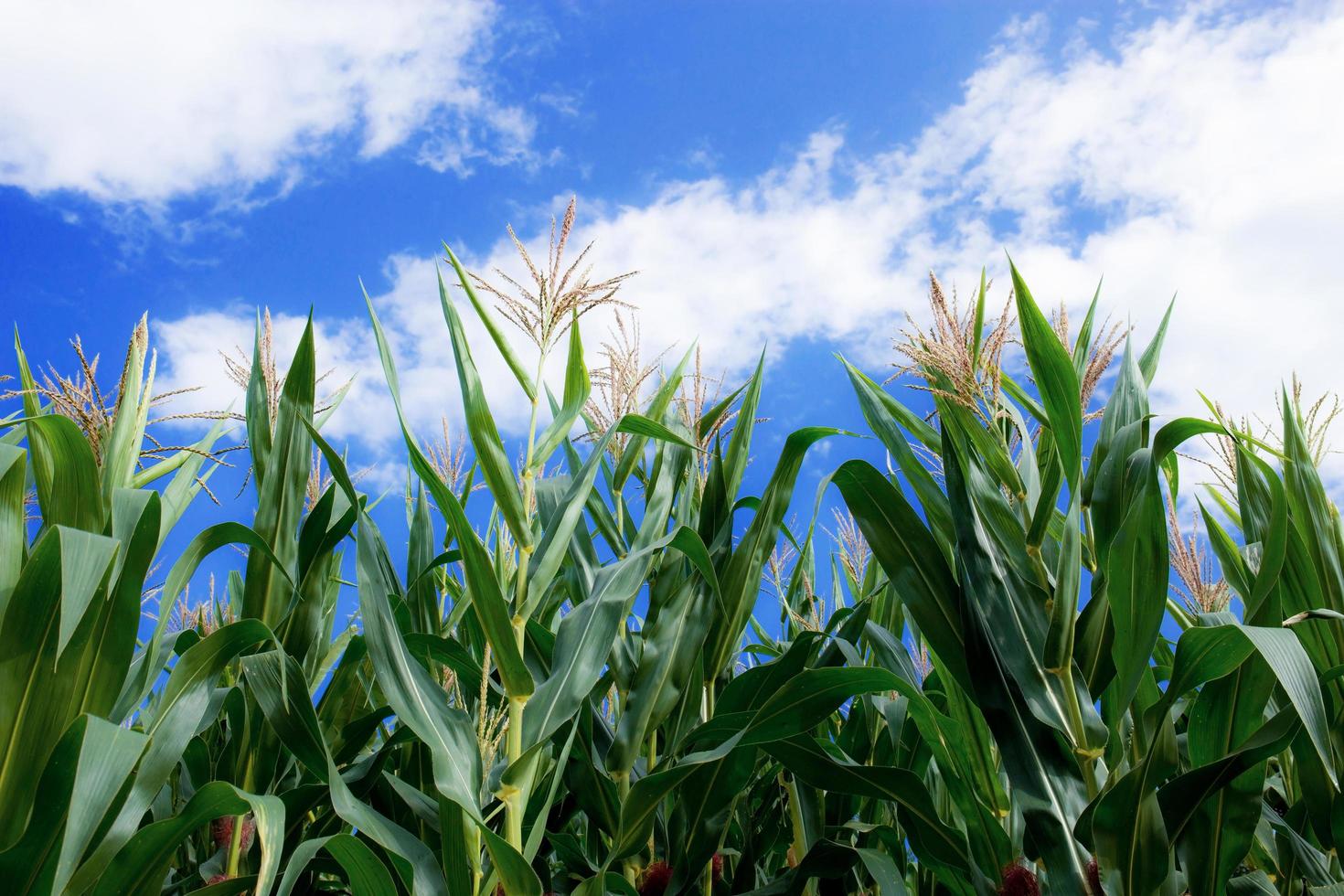 Corn plants at blue sky. photo