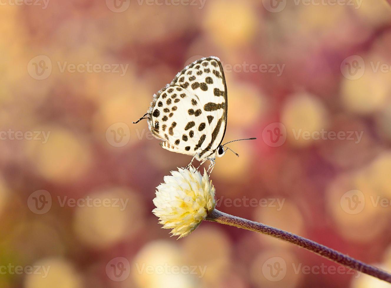 White Brown Butterfly Hanging On Flower With Bokeh Background 1103968 Stock Photo At Vecteezy