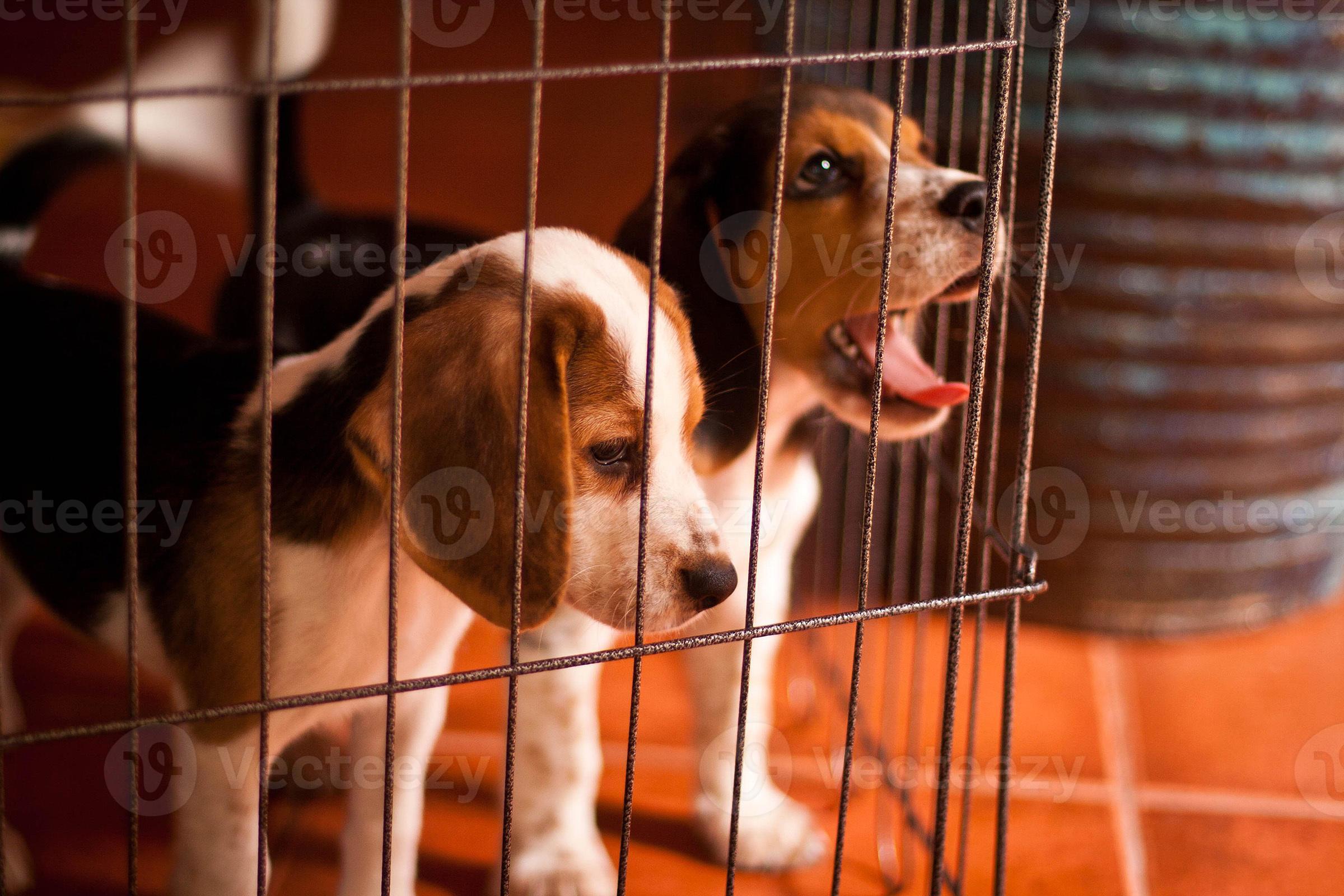 beagle puppies in a cage 1103979 Stock Photo at Vecteezy