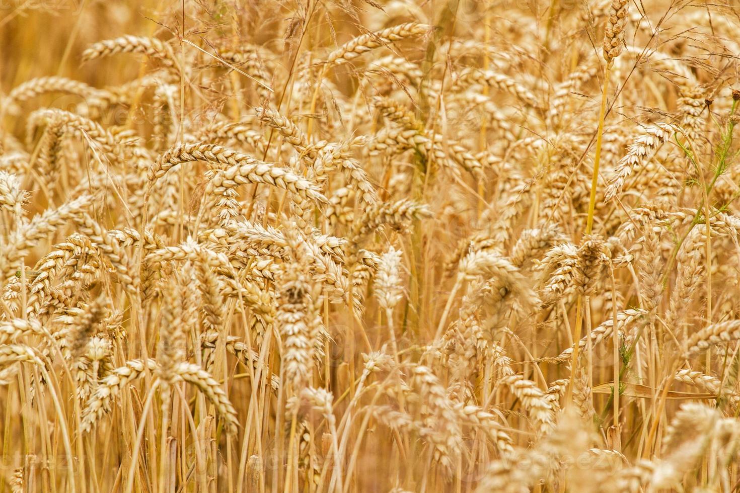 Wheat field closeup as nature background photo