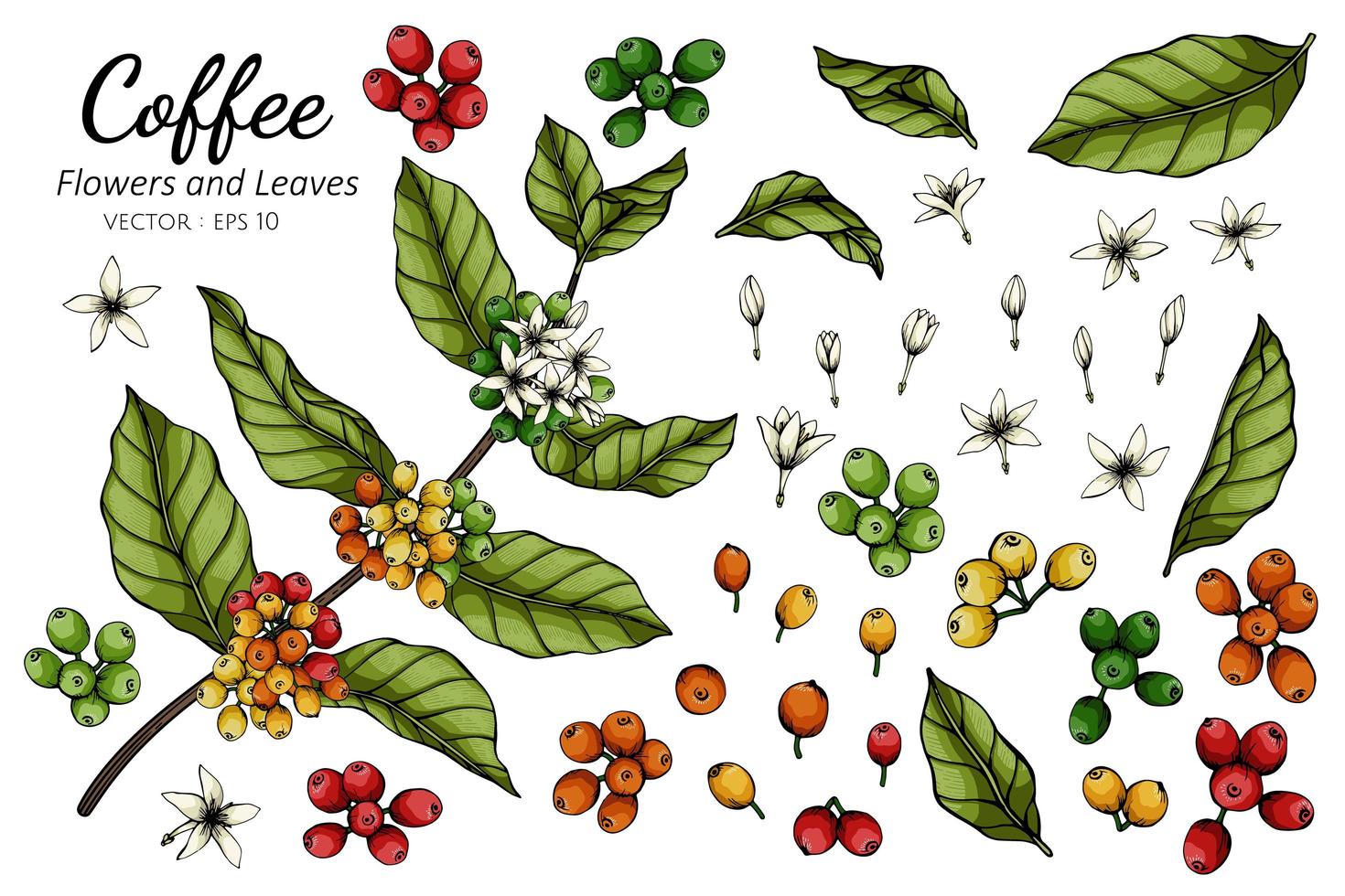 dibujo de flores y hojas de café vector