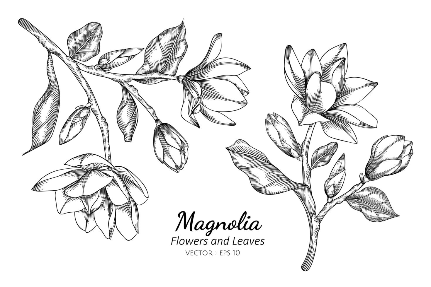 Magnolia Flowers and Leaves Line Drawing vector